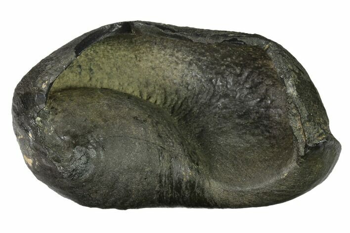 Fossil Whale Ear Bone - Miocene #144905